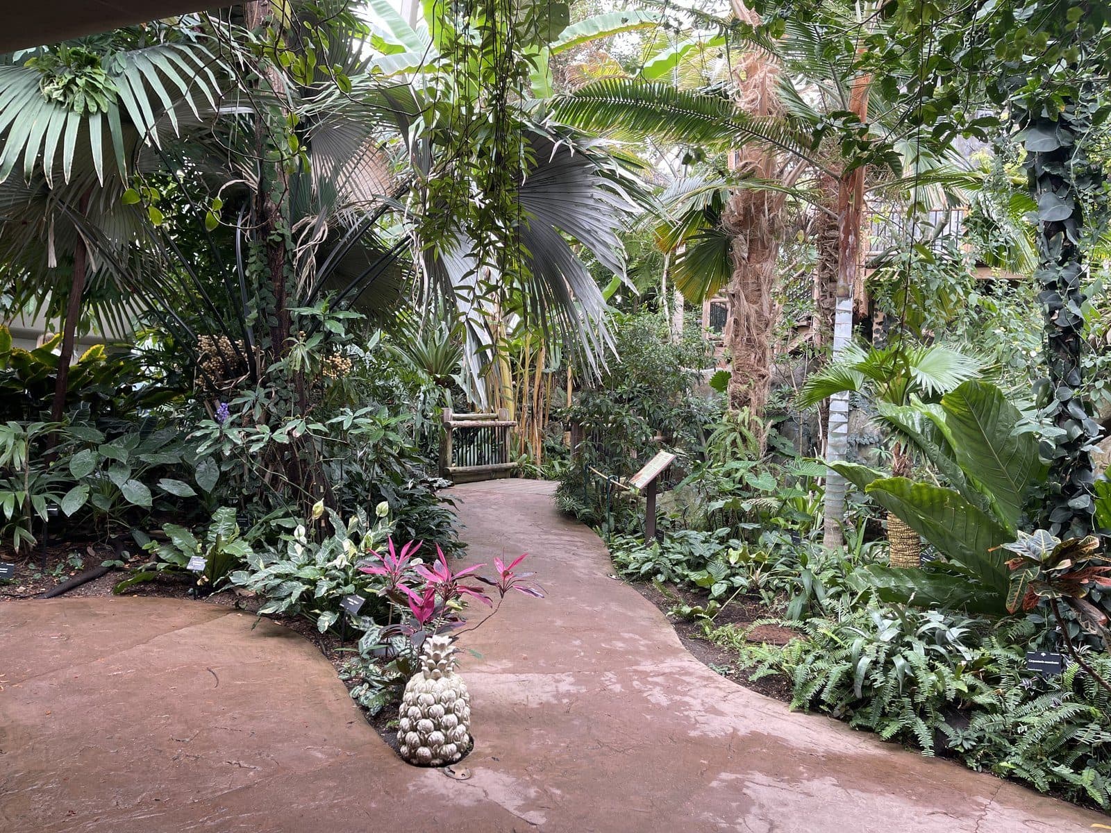 A winding path through lush tropical plantings inside the Denver Botanic Gardens conservatory
